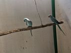 Indan Ringneck Skyblue