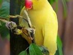 Indean Ringneck Yellow