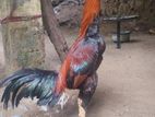 India Aseel Rooster
