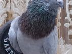 Pigeon