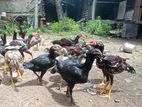 Aseel Rooster