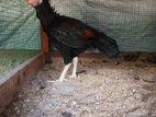 Indian Aseel Rooster