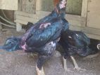 Indian Aseel Rooster