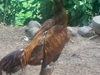 Indian Aseel Rooster