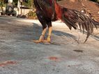 Indian Aseel Rooster