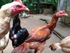 Indian Aseel Rooster