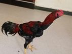 Indian Aseel Roosters