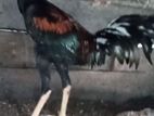 Indian Aseel Rooster