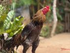 Indian Aseel Rooster