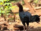 Indian Asil Rooster