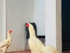 Aseel Rooster