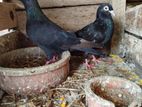 Indian Black Pigeon