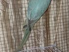 Indian Blue Ringneck