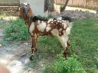 Indian Male Goat