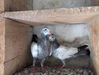 Indian Pigeon