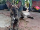 Dog for Kind Home