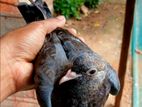 Indian Female Pigeon