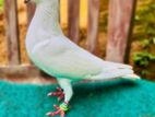 Indian Female Pigeon