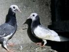 Indian Pigeon