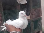 Pigeon