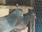 Indian Pigeon