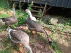 Indian Geese - පාත්තයන්