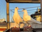 Indian Highflyer Pigeons