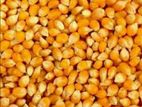 Indian Maize