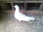 Indian Male Pigeon