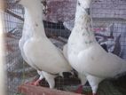 Pigeons