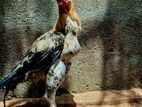 Indian Parrot Beak Long Tail Roster