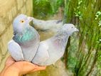 Indian pegion