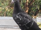 Indian Pigeon