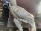 Indian Parrot Beak Rooster