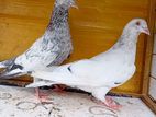 Indian Pigeons