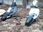 Indian Pigeons