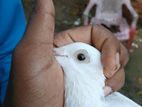 Indian Pigeon