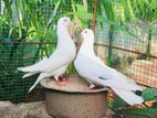 Indian Pigeons