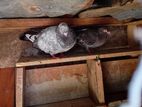 Indian Pigeons