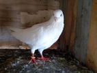 Indian Pigeons