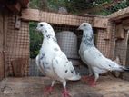 Indian Pigeons
