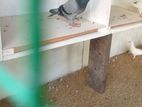 Indian Pigeons