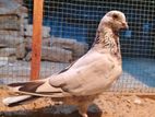Indian Pigeon