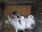 Indian Pigeons