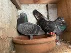 Indian Pigeons