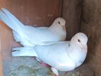 Indian Pigeons