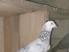 Indian Pigeons