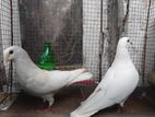 Indian Pigeons