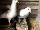 Indian Pigeons