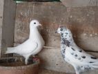 Indian Pigeons